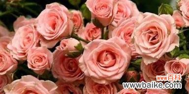 探索玫瑰的深层含义 玫瑰的意义与象征