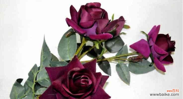 一朵花，千种情 玫瑰花的种类与花语