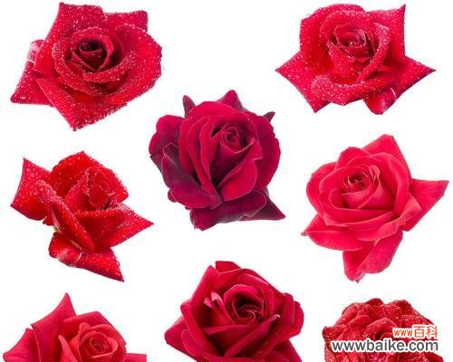 解读玫瑰的含义与象征意义 玫瑰的数量