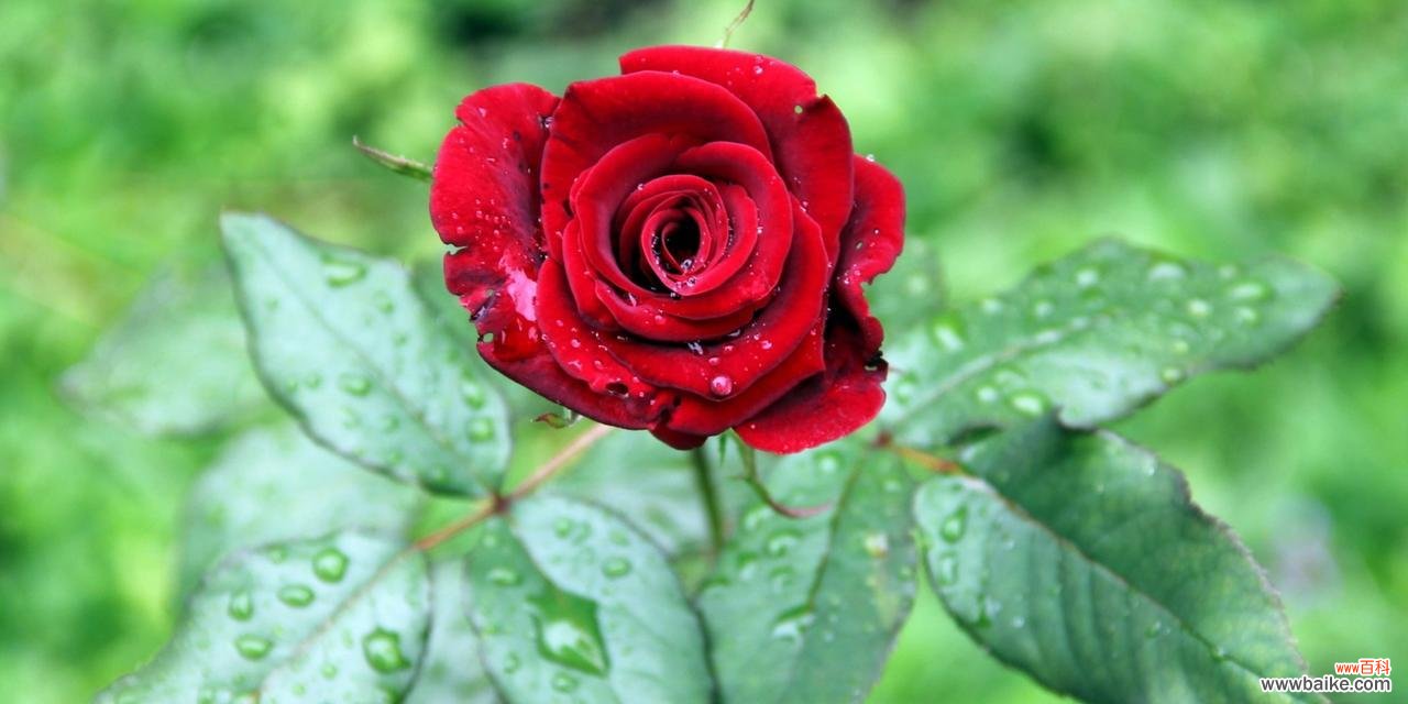 解读玫瑰的含义与象征意义 玫瑰的数量