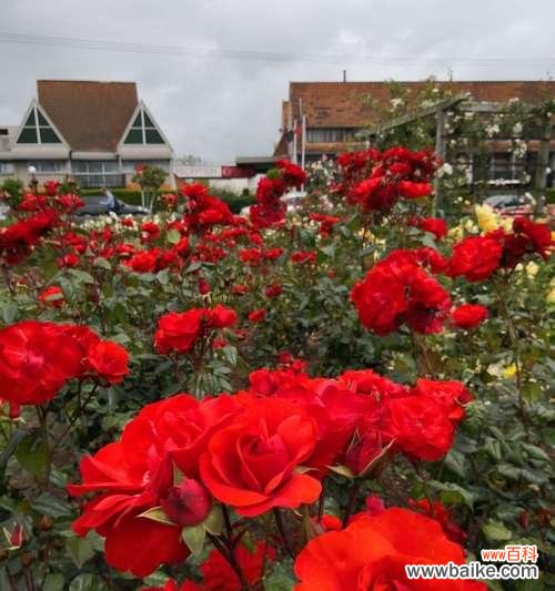 用玫瑰的数量传达心意的艺术 玫瑰数量的含义