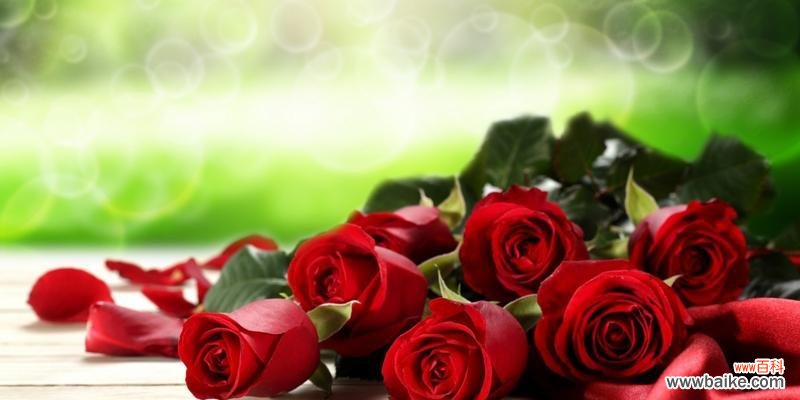 探索不同玫瑰数量所代表的含义 玫瑰花的语言