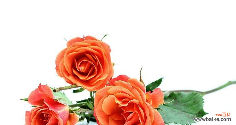 探索不同颜色的玫瑰花代表的象征意义 玫瑰花的象征意义与颜色关联