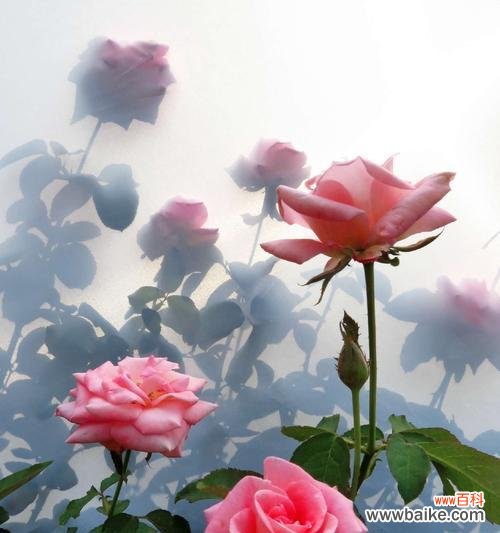 探索玫瑰花不同颜色所代表的情感和象征意义 玫瑰花的颜色寓意深度解析