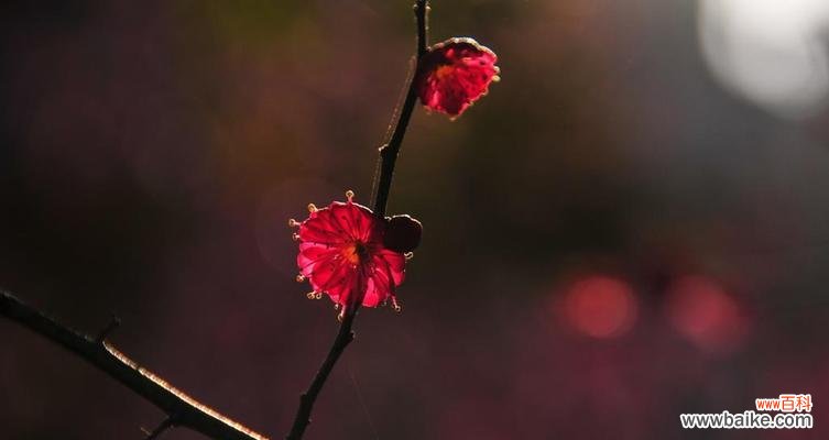 探寻梅花之美与哲学 梅花的意义与寓意