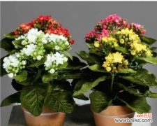 揭示植物呼吸的奥秘与意义 植物呼吸作用的重要性