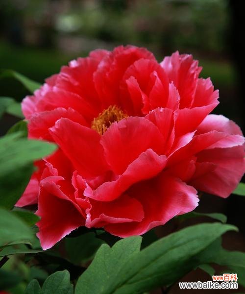 中国国花的美与智慧 牡丹的象征意义与文化内涵