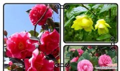 传承千年 中国十大名花的象征意义