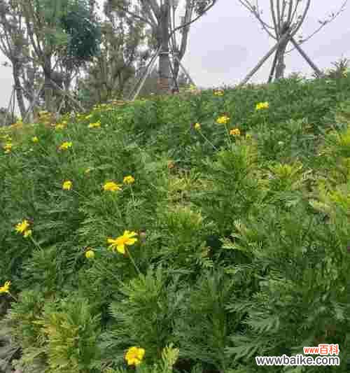 以花言巧语传达心意 重瓣棣棠花花语——寄托深情的美丽之花