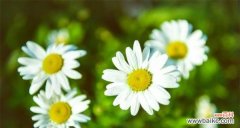 以皱菊的花语揭示人生的韧性与美丽 以皱菊的花语