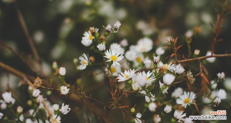 赞美与感悟——探索皱菊花的魅力 以皱菊花代表的美丽与坚韧
