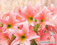 热情洋溢的花朵 朱顶红的花语与寓意