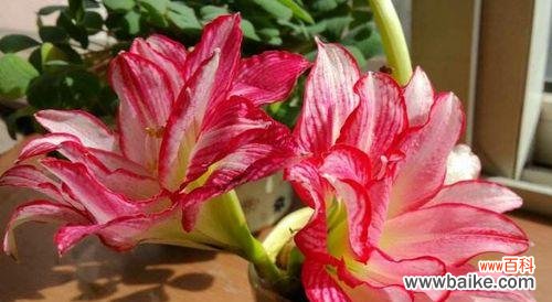 探寻朱顶红花的深刻含义 朱顶红的花语