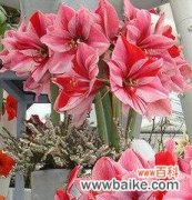 揭开朱顶红风水的秘密 朱顶红风水寓意解读