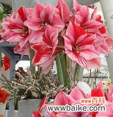 揭开朱顶红风水的秘密 朱顶红风水寓意解读