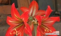 花色绽放人生情 朱顶红花语之美——揭示花色与花语的奥秘