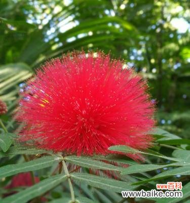 探寻朱樱花的深层内涵 朱樱花的花语与寓意