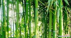 秉承自然之道 竹子的品质和精神象征