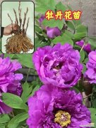 牡丹的花语代表什么？牡丹的含义是什么？