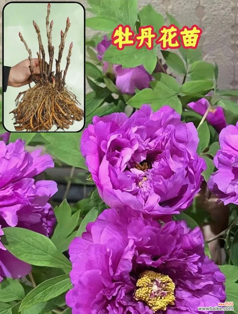 牡丹的花语代表什么?牡丹的含义是什么?