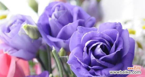 紫色玫瑰的花语有何特别之处?