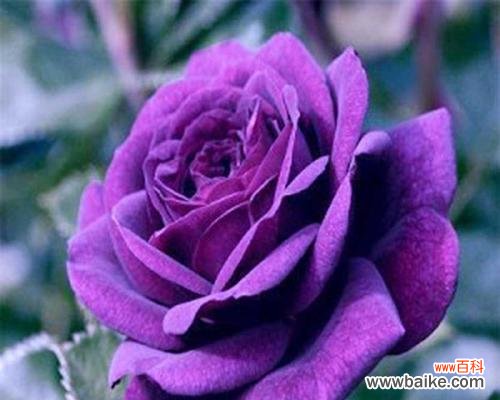 紫色玫瑰的花语有何特别之处?