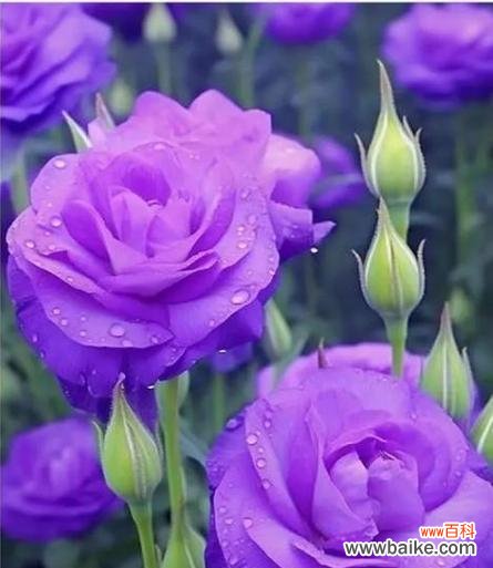 紫色玫瑰的花语有何特别之处?