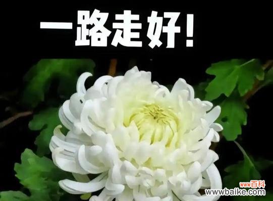 噩运花语寓意何在?