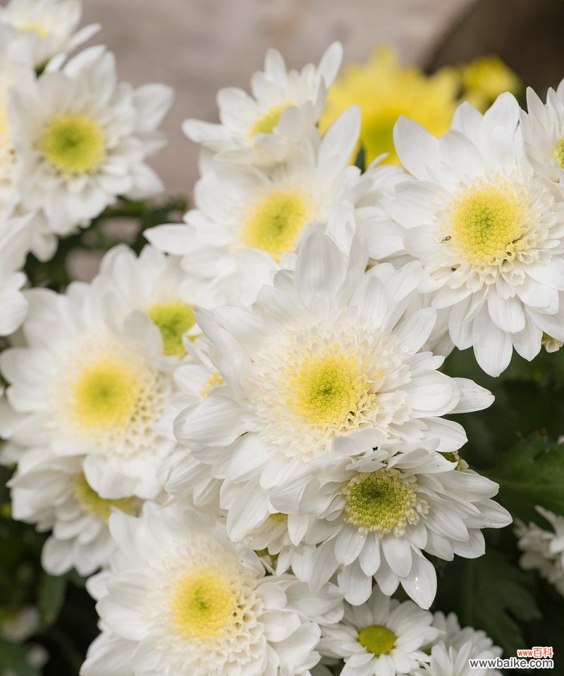 噩运花语寓意何在?