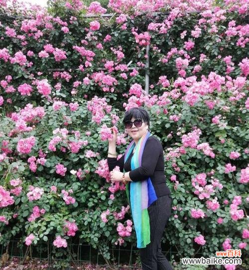 新年的第一天代表什么花语？