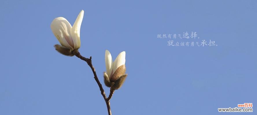 新年的第一天代表什么花语？