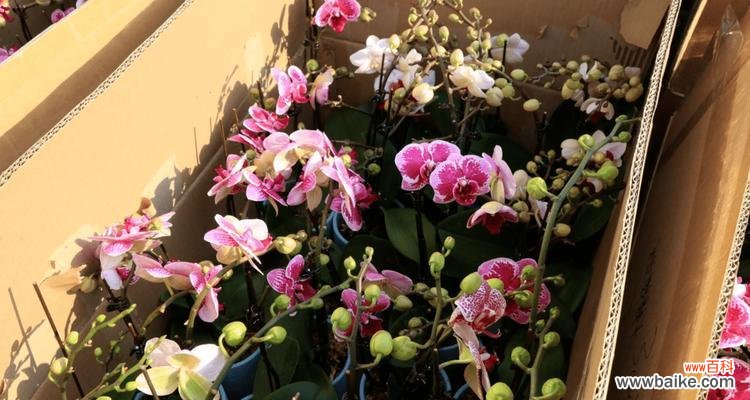 新年的第一天代表什么花语？