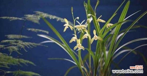 酒红配蓝色好看吗花语是什么?这种配色的花语是什么?