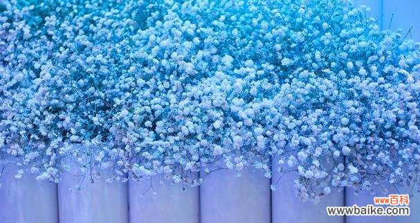 酒红配蓝色好看吗花语是什么?这种配色的花语是什么?