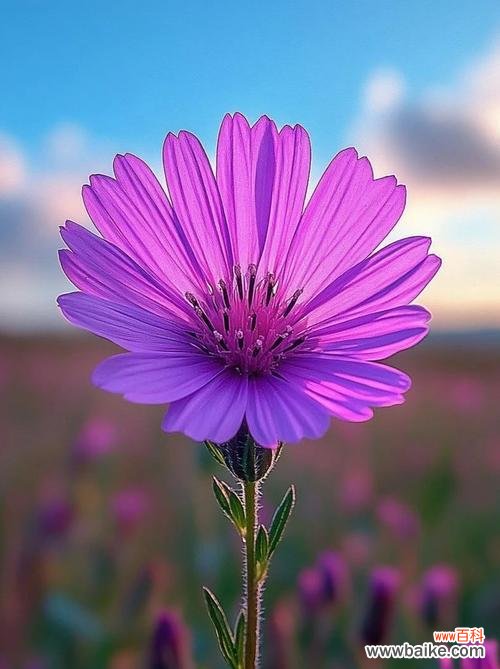 哪种花象征自强与美丽?