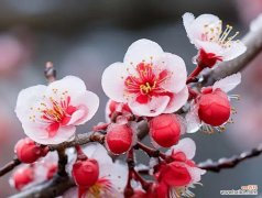 哪种花象征自强与美丽？