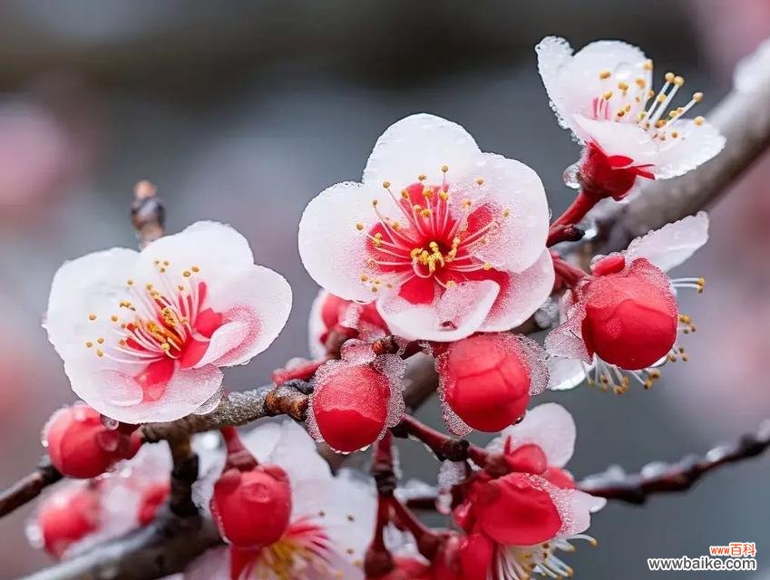 哪种花象征自强与美丽?