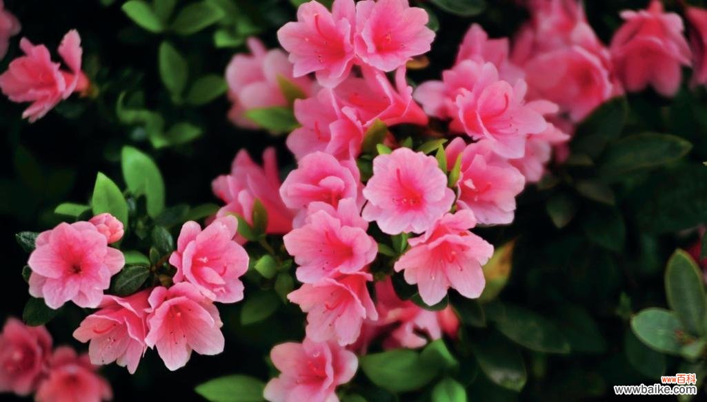 哪种花象征自强与美丽?