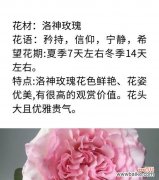 玫瑰的寓意和花语是什么？玫瑰代表了哪些情感？