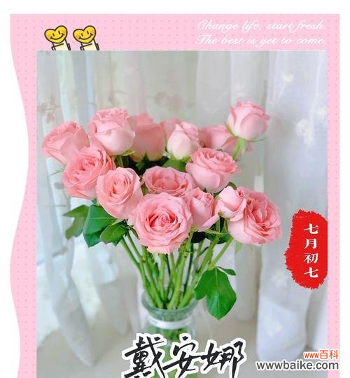 玫瑰的寓意和花语是什么?玫瑰代表了哪些情感?