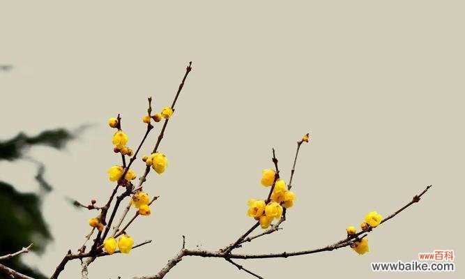 探究梅花的意义和传递给人们的信息 梅花的寓意与花语