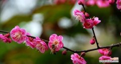 梅花在中国文化中的独特寓意与美丽 梅花