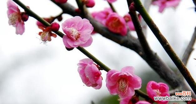 美丽坚韧与坚守自我 梅花的品质与象征