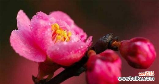 美丽坚韧与坚守自我 梅花的品质与象征