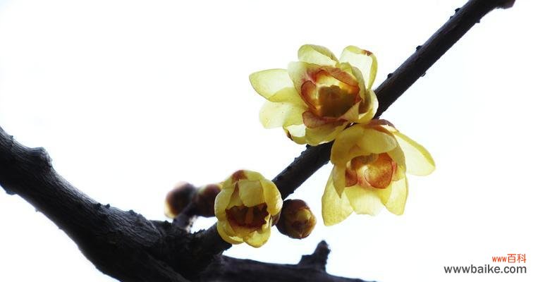 冰雪融化下的生命奇迹 冬日梅花的坚韧之美