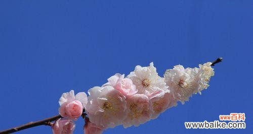 冰雪融化下的生命奇迹 冬日梅花的坚韧之美