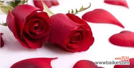 解析玫瑰花的象征意义与情感表达 玫瑰花的寓意与花语意义
