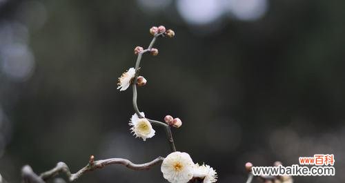 寒冬中绽放的勇气与美丽 梅花的寓意与象征——坚韧不拔、不畏艰难