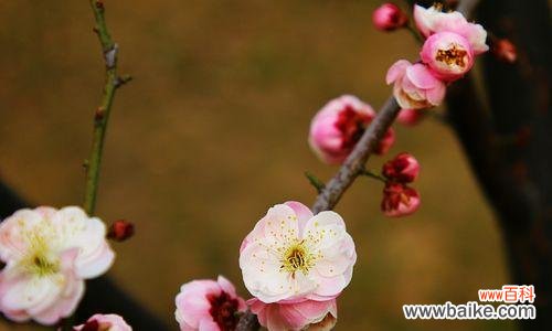 傲雪凌霜的梅花,寄托着诗意与坚韧 梅花的象征意义与美丽传承