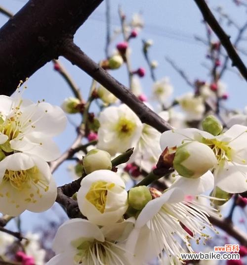 傲雪凌霜的梅花,寄托着诗意与坚韧 梅花的象征意义与美丽传承